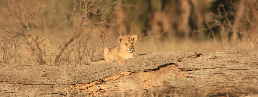 Tanzania luxury safari 