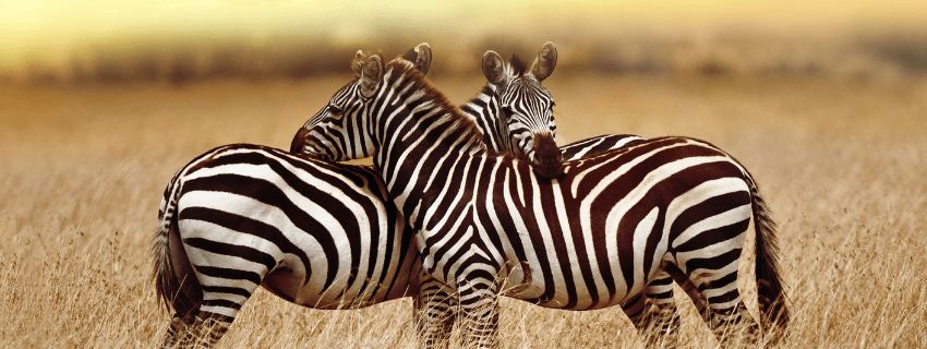 Serengeti luxury safari 