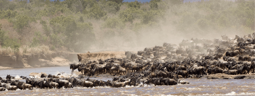 Great migration luxury safari 