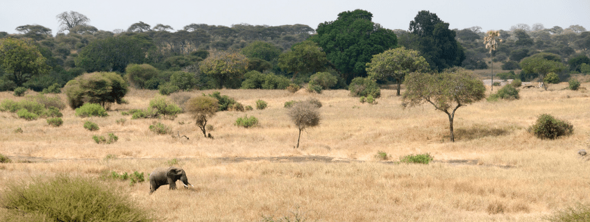 Tarangire National Park, elephant paradise 