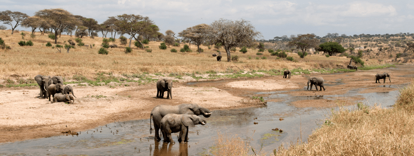 Tarangire National Park, elephant paradise 