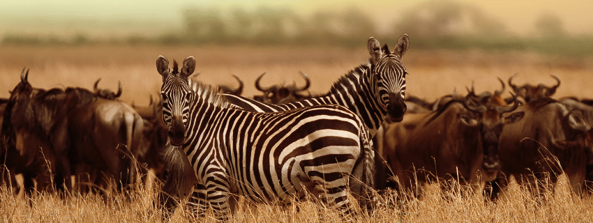 Tanzania luxury safari 