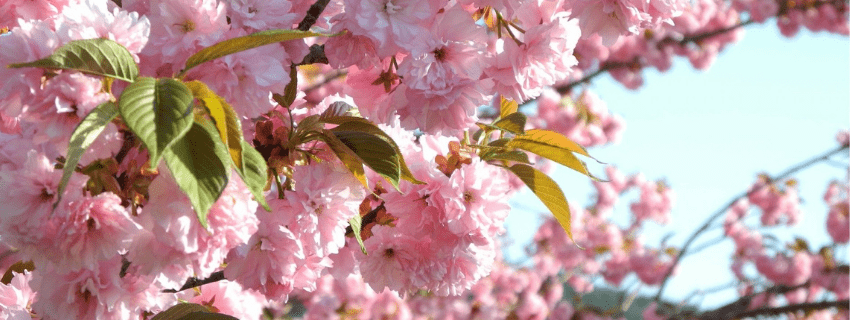 Takayama during cherry blossom season 