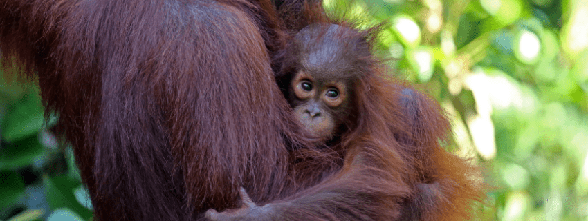 Tanjung Puting National Park 