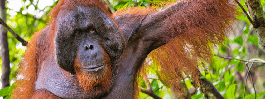 Tanjung Puting National Park 