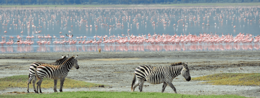 Ngorongoro Crater safari 