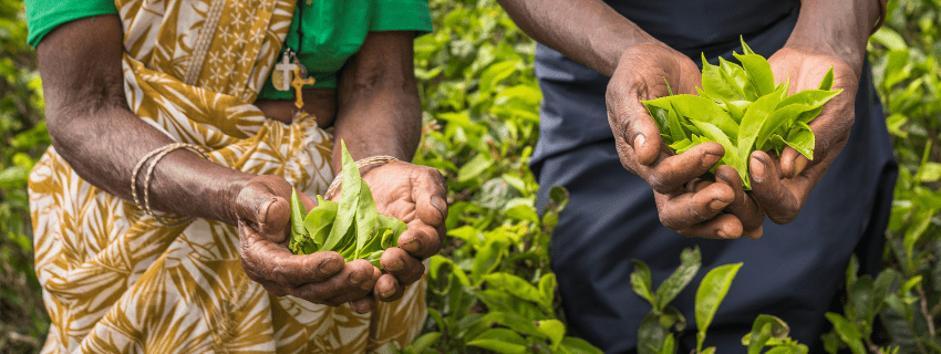 Tea plantation visit Sri Lanka 
