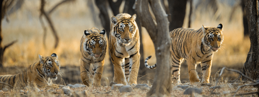 Tigers at Rathambore National Park 