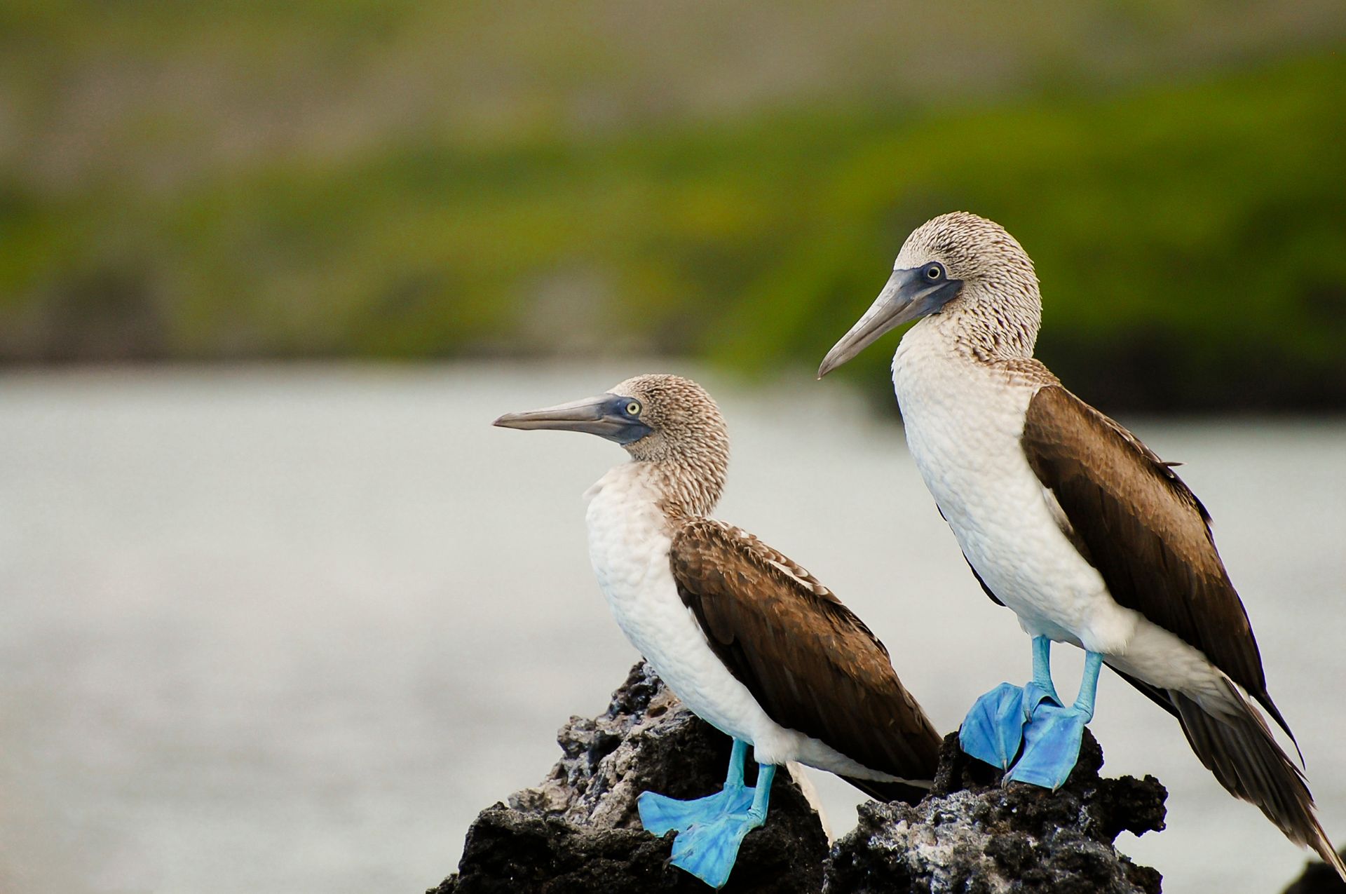 Ecuador galapagos tour 