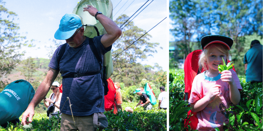 Tea plucking in Sri Lanka