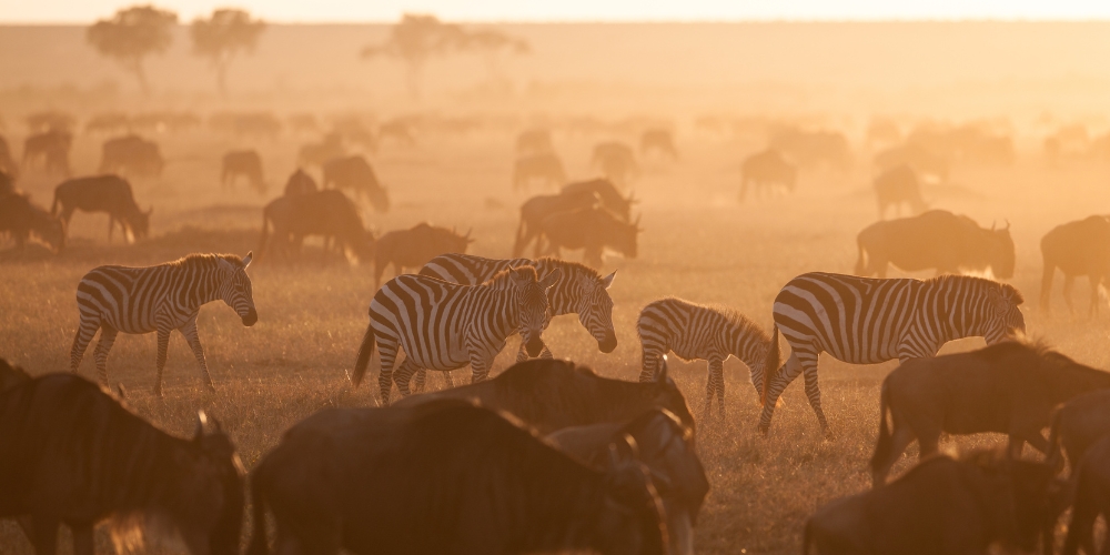 Great Migration safari in Tanzania