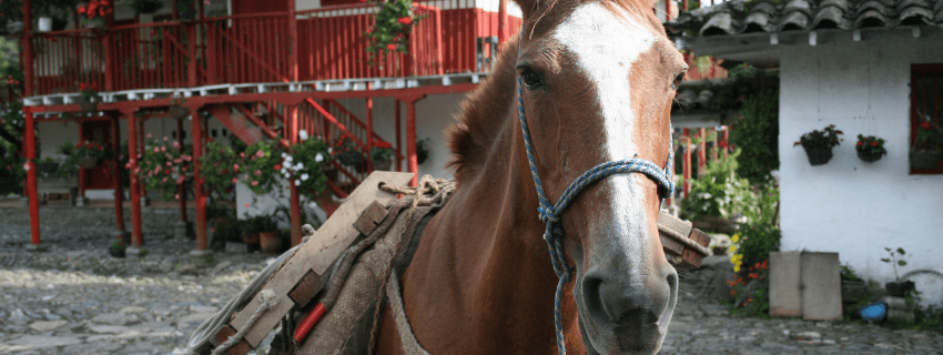 Horse Riding Colombia