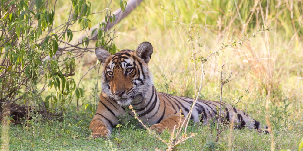 Ranthambore