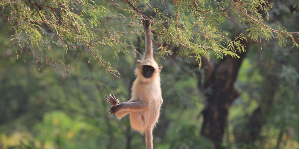 Rathambore