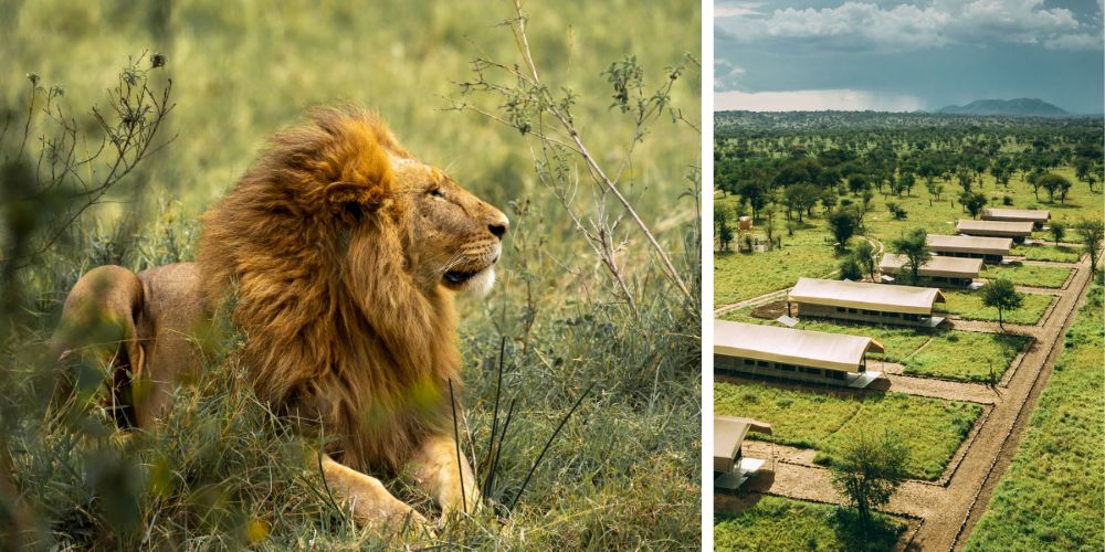 Serengeti Safari