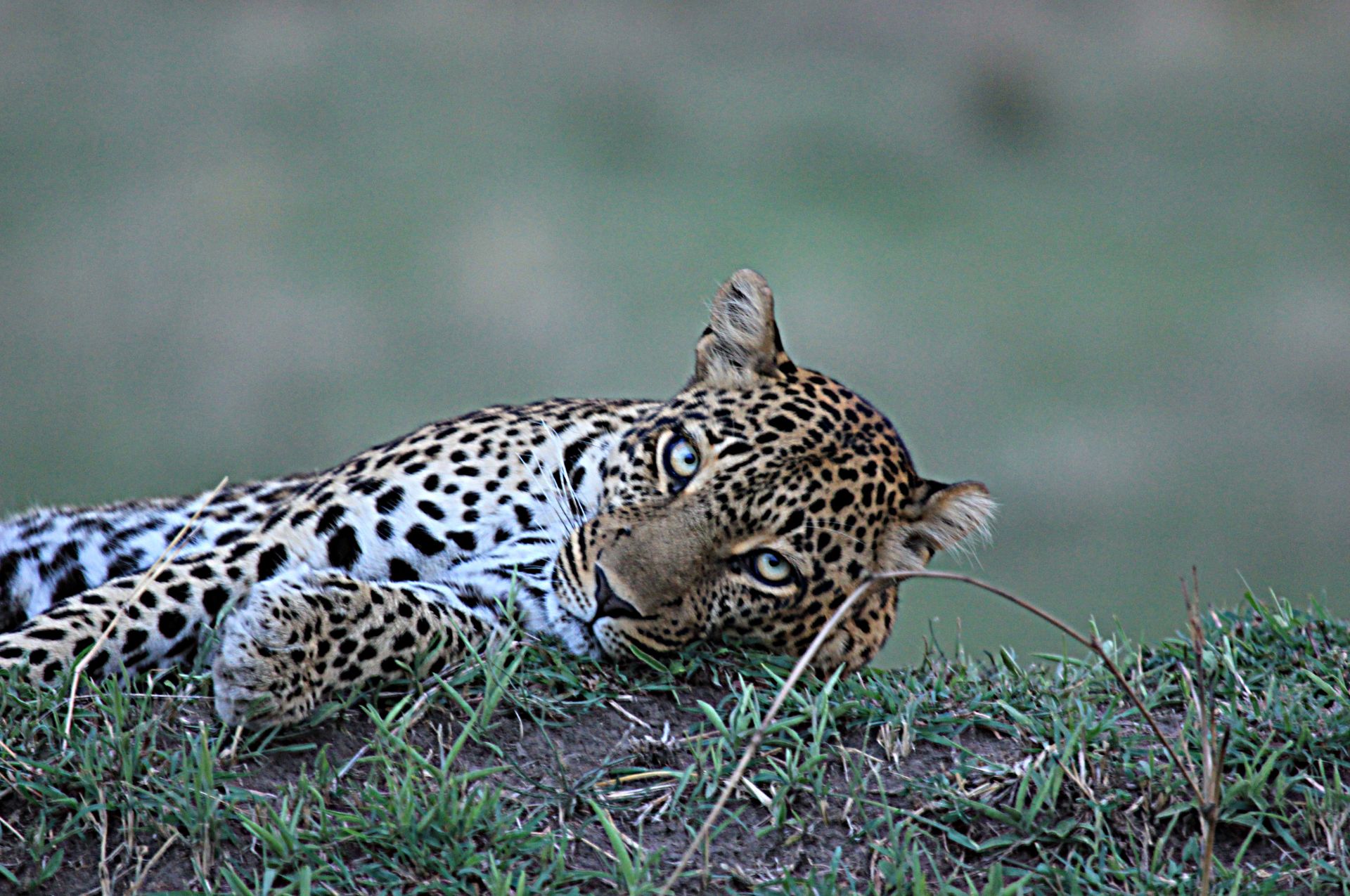 Tanzania safari 