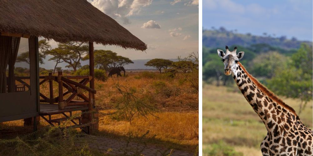 Tarangire Safari