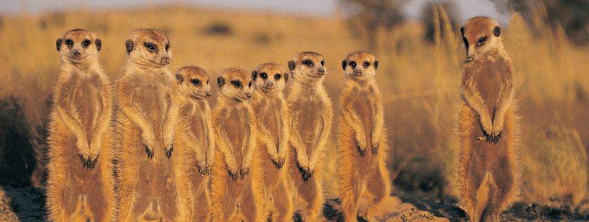 Botswana safari 