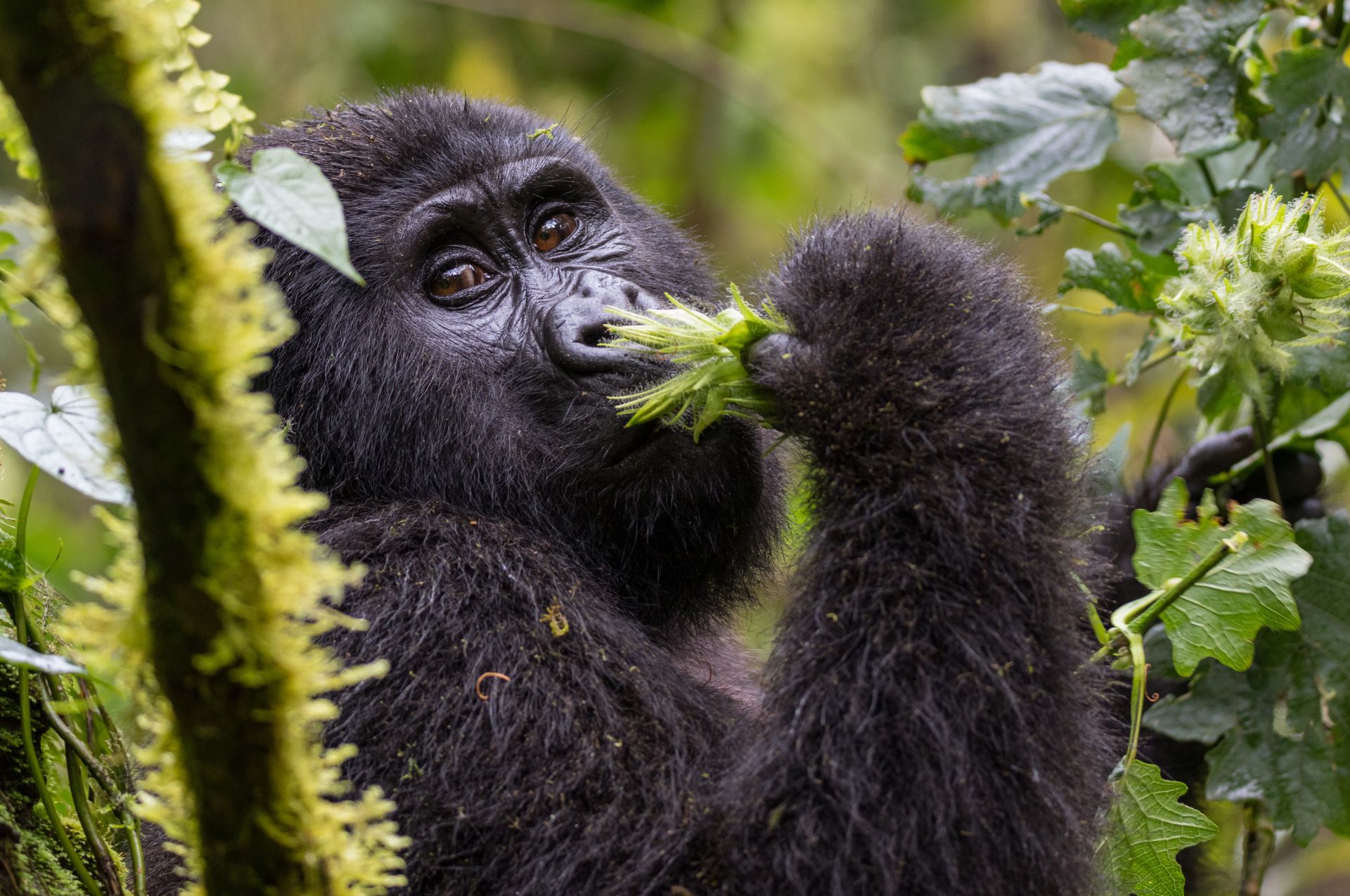 Uganda gorilla trekking 